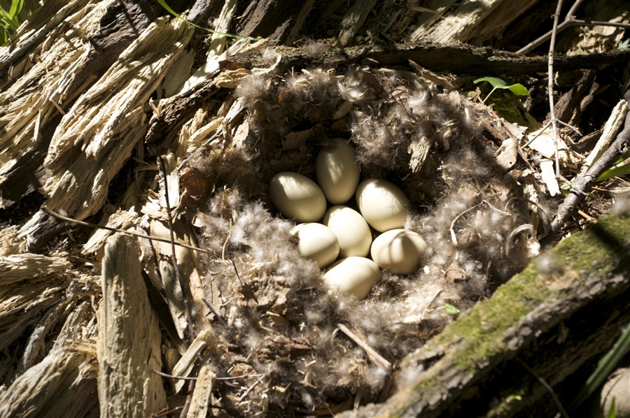 Гнездо воробья фото как выглядит