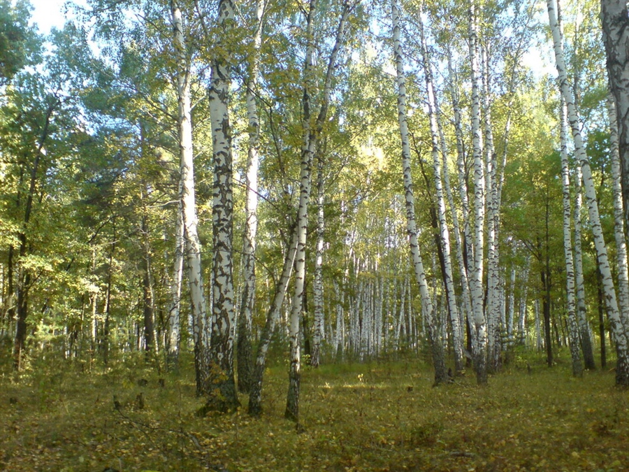 Берёзовая роща красноуфимск. Роща александры. Владимир деревенчук березовая роща. Зорюков александр васильевич картины. Роща александры.