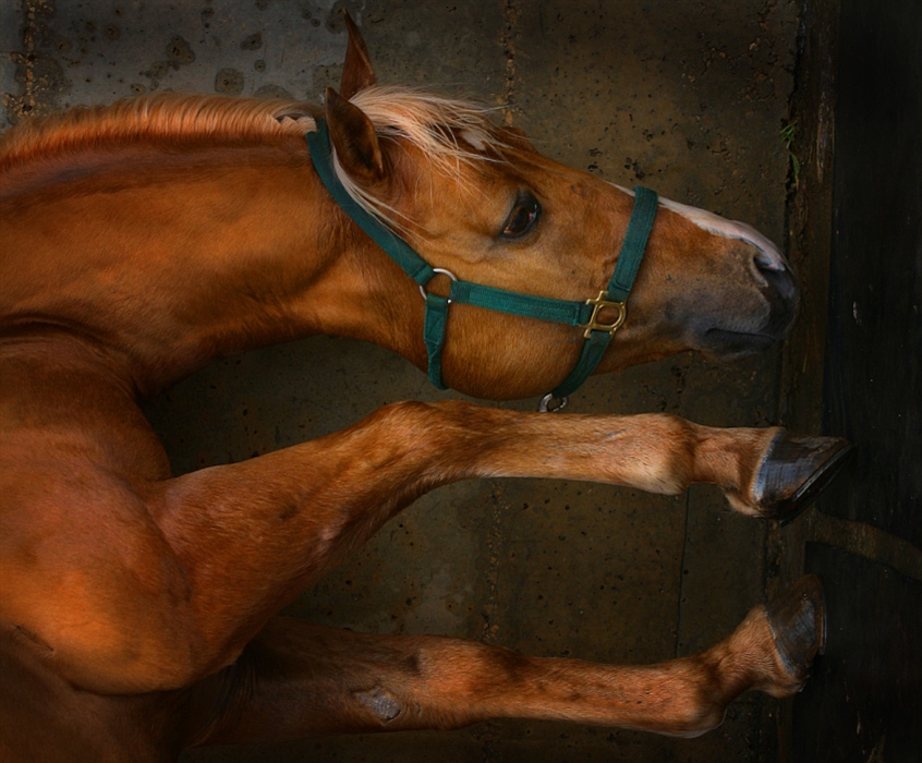 Фотограф лошадей знаменитый. Фарлеп лошадь.