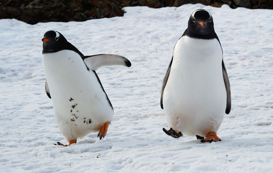 Поднимать пингвинов в антарктиде вакансии. Переворачиватель пингвинов профессия. Антарктида переворачиватель пингвинов. Поднимальщик пингвинов профессия. Переворачиватель (ПОДНИМАТЕЛЬ) пингвинов.