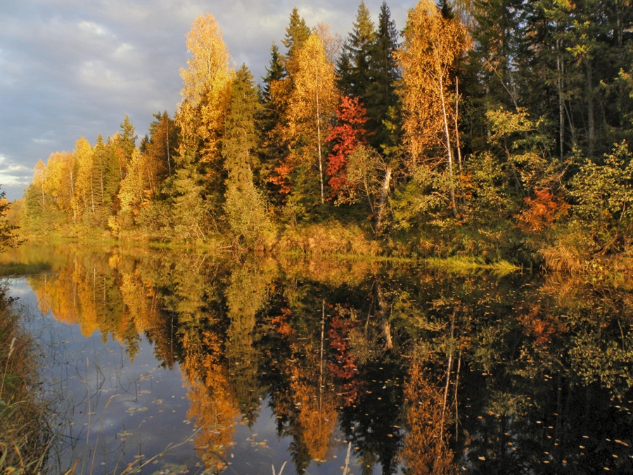 Тайга осенью фото