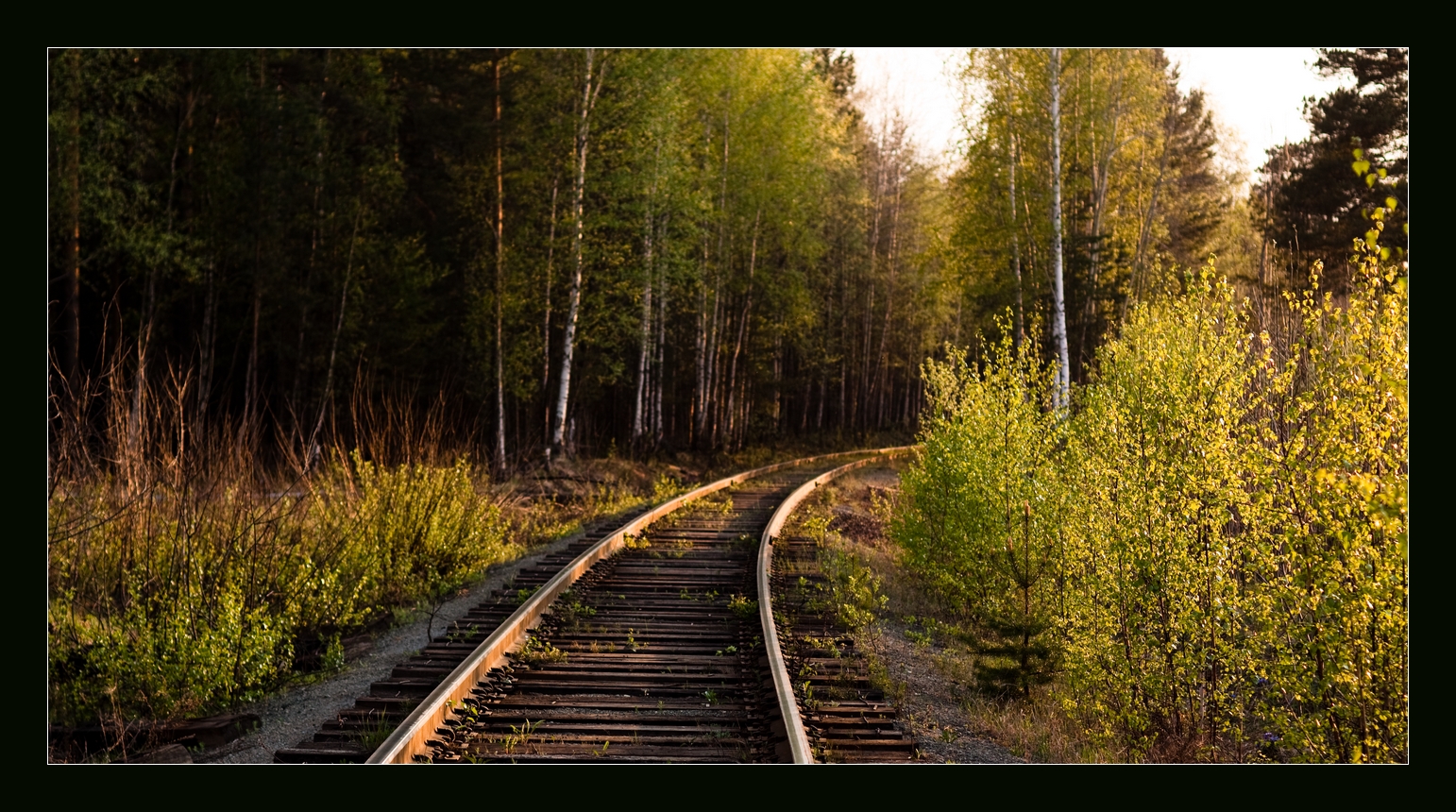 Лес с железной дорогой