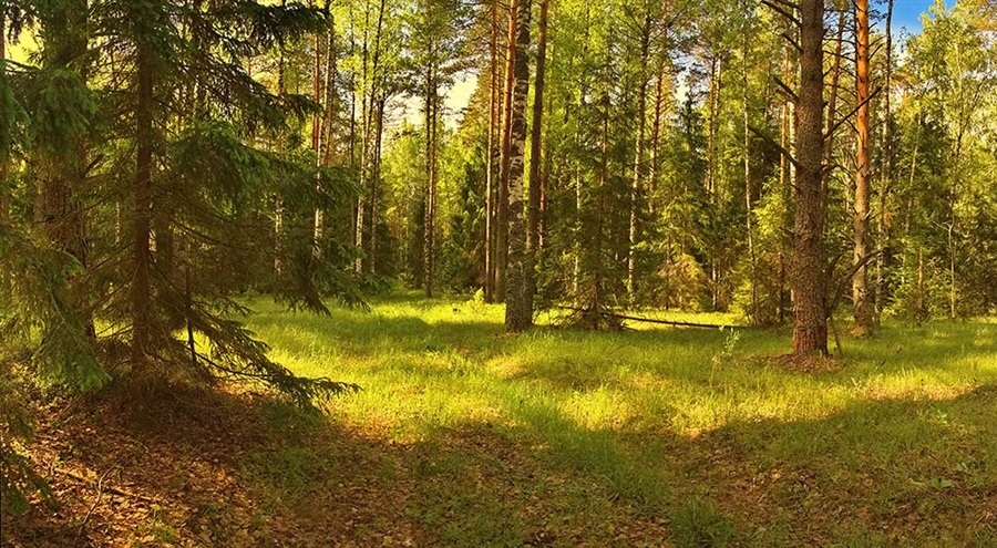 Нижние рощи. Таланова роща. Таланова роща Нижний. Таланова роща Нижний Новгород фото. Картинки Талановой Рощи в Нижнем Новгороде.