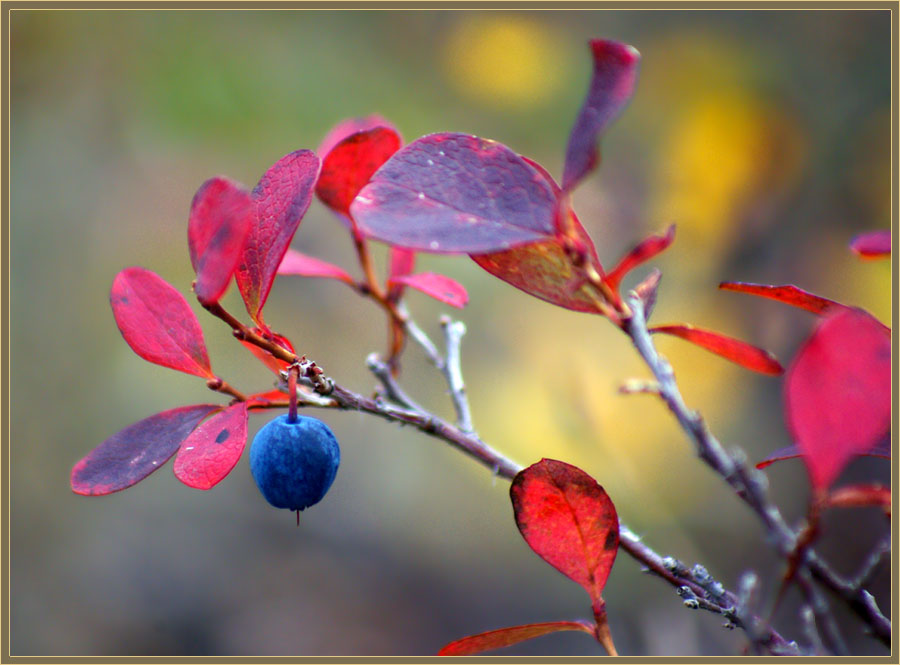 Голубика осенью фото