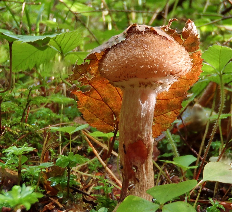 Грибы 1. Медовые грибы Armillaria mellea. Гриб опенок один. 1. Armillaria mellea – опенок осенний.