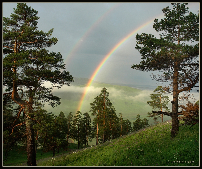 Лес радуга картинки