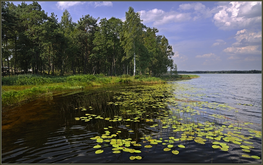 Береж м. Береже озеро. Озеро Бережье Браслав фото. Растения Браславских озер. Браславские озера Белоруссия на рыбалка.