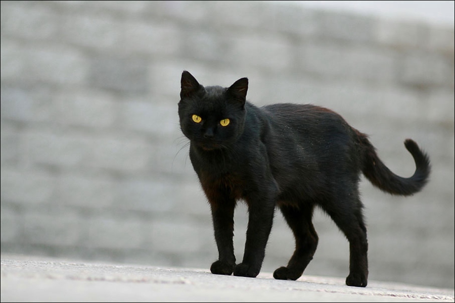 Квадробика черная кошка. Чёрный кот. Худая черная кошка. Худой черный кот. Черный худой котенок.