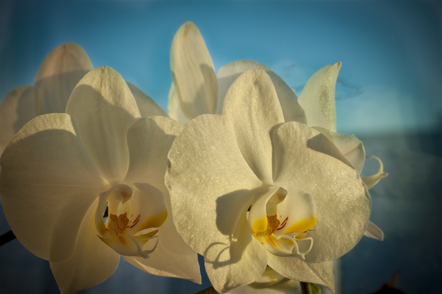 Орхидея фаленопсис карина фото