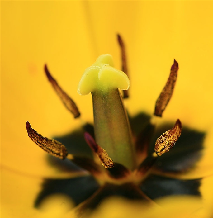 Пестик у цветка фото