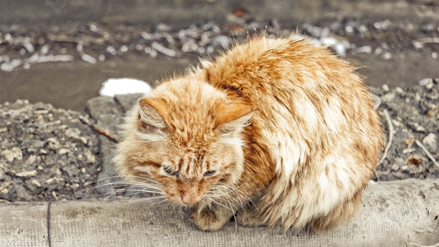 Фото Грязного Кота