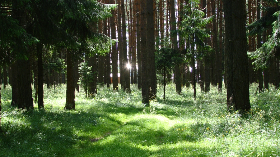 Жизнь леса фото