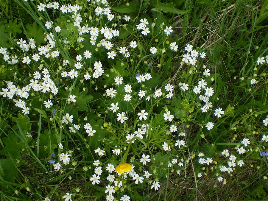 Мелкие белые луговые цветы названия и фото