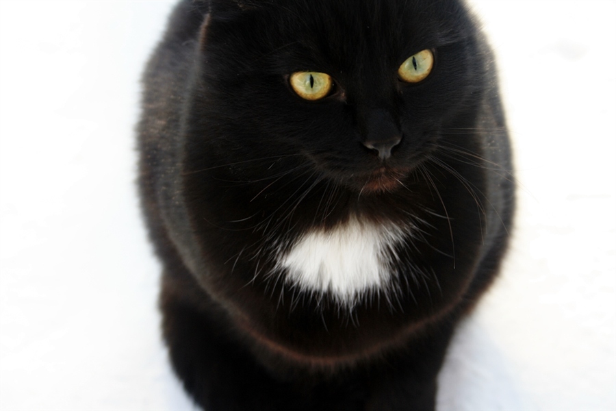 Белый галстук у черного кота 7 букв. Шотландская вислоухая кошка черная. Шотландская вислоухая кошка черная с белым. Шотландский вислоухий кот черный. Британская вислоухая кошка черная.