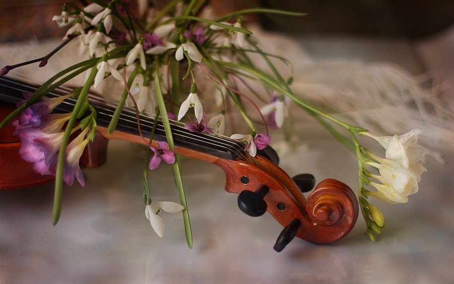 Весенние песни без слов. Скрипка и цветы. Скрипка и весенние цветы. Скрипка в цветах.
