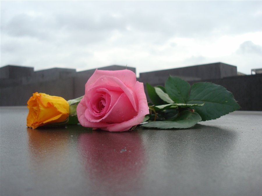 Вторая жизнь розам. 2 Розы. Две розы лежат. Белые розы лежат.