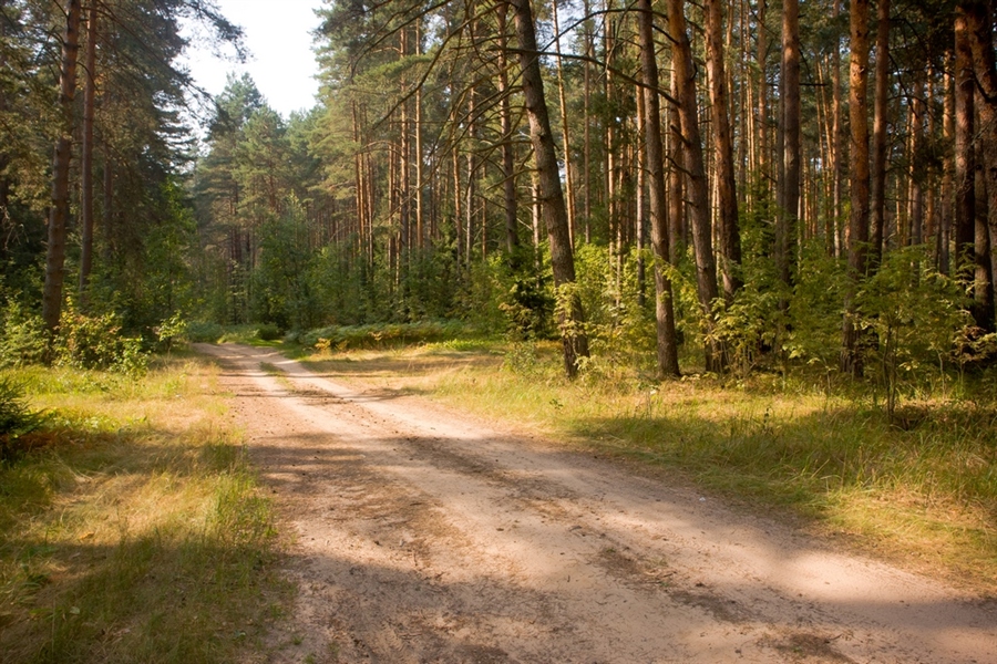 Дорога в Сосновом лесу