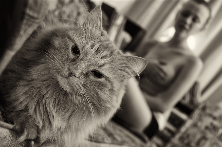 Мечтающая кошка. Кот фотограф. Известные фотографы коты. Кошачьи мечты. Кот в мечтах.