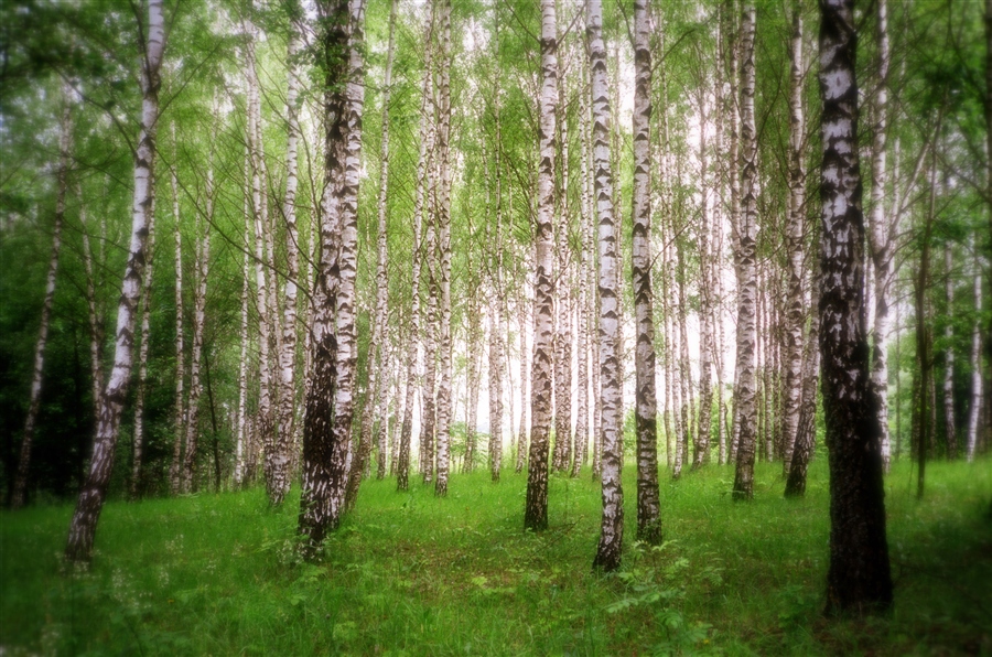 Майские березы фото