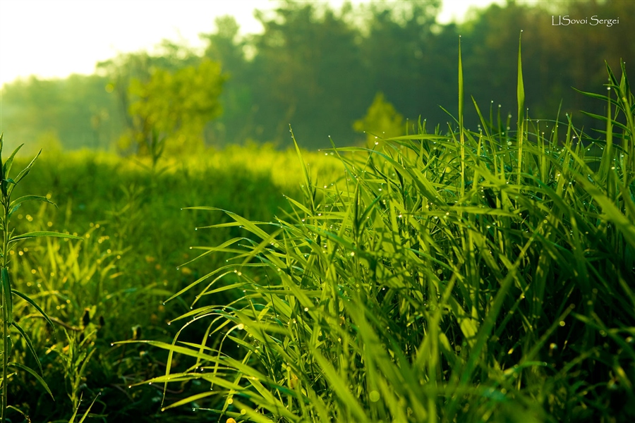 1 мая трава. Сочная трава. Трава солнце. Высокая трава. Утренняя трава.