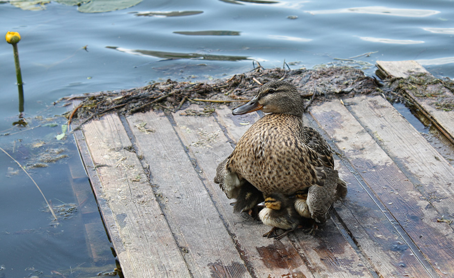 Гардиан ангел guardian angel картина. Под теплым крылом. Под крылышком. Ангел оберегает человека. Под теплым крылом.