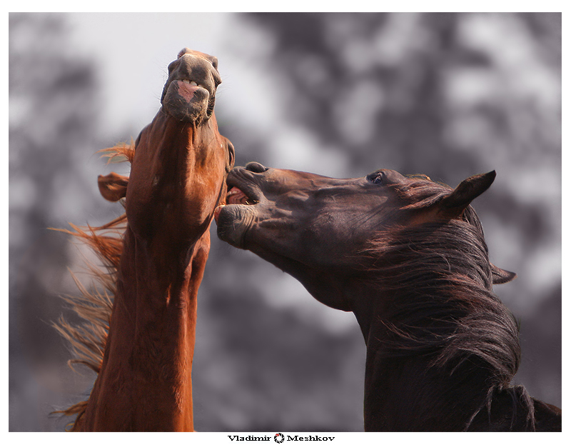 Как лошади относятся к людям. Огромные животные красота. Разыгравшийся конь фото в жилах. Какие отношения лошадей с людьми.
