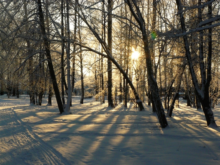 Тимирязевский парк зимой